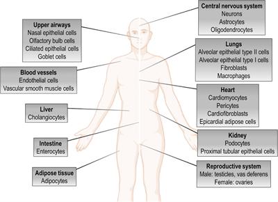 Pathogenesis of Multiple Organ Injury in COVID-19 and Potential Therapeutic Strategies